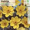 Dahlia Mignon Yellow