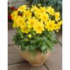 Dahlia Mignon Yellow