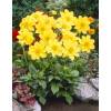 Dahlia Mignon Yellow