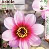 Dahlia Mignon pink
