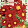 Dahlia Mignon red
