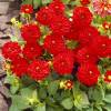 Dahlia Dwarf Decorative 'Park Feuer'