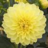 Dahlia Dwarf Decorativa 'Sisa'