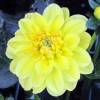 Dahlia Dwarf Decorativa 'Sisa'