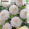 Dahlia Dwarf Decorative 'Wittem'