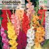 Gladiola Mixed