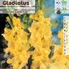Gladiola 'Nova lux'