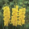 Gladiola 'Nova lux'