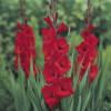 Gladiola 'Oscar'