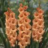 Gladiola 'Peter Pears'