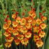 Gladiola 'Princess Margaret'