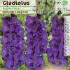 Gladiola 'Purple flora'