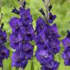 Gladiola 'Purple flora'