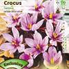 Crocus Saffron - Crocus Sativa