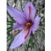 Crocus Saffron - Crocus Sativa