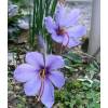 Crocus Saffron - Crocus Sativa