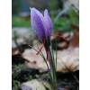 Crocus Saffron - Crocus Sativa