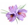 Crocus Saffron - Crocus Sativa