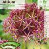 Allium Albopilosum Christophii