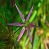 Allium Albopilosum Christophii