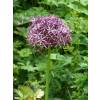 Allium Albopilosum Christophii