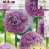 Allium 'Mars'