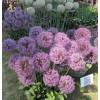 Allium 'Mars'