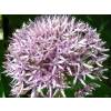 Allium 'Mars'