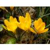 Crocus, yellow flower