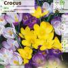 Crocus, mixed