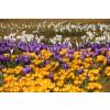 Crocus, mixed