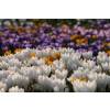 Crocus, mixed