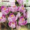 Crocus 'Pickwick'