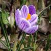 Crocus 'Pickwick'