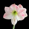 Amaryllis 'Apple Blossom'