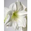 Amaryllis, White, single