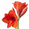 Amaryllis, Orange, single