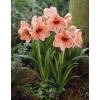 Amaryllis, Orange, single