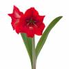 Amaryllis 'Red Lion', single