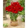 Amaryllis 'Red Lion', single