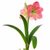 Amaryllis, Pink, single