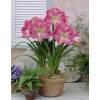 Amaryllis, Pink, single