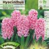 Hyacinth 'Anne Marie'