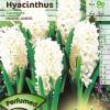 Hyacinth 'Carnegie'