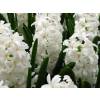 Hyacinth 'Carnegie'