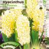 Hyacinth 'City of Haarlem'