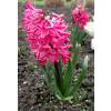 Hyacinth 'Jan Bos'