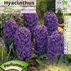 Hyacinth 'Marie'