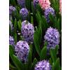 Hyacinth 'Marie'