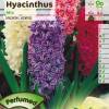 Hyacinths, Mixed